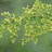Bio Artemisia annua (Einjähriger Beifuß) geschnitten