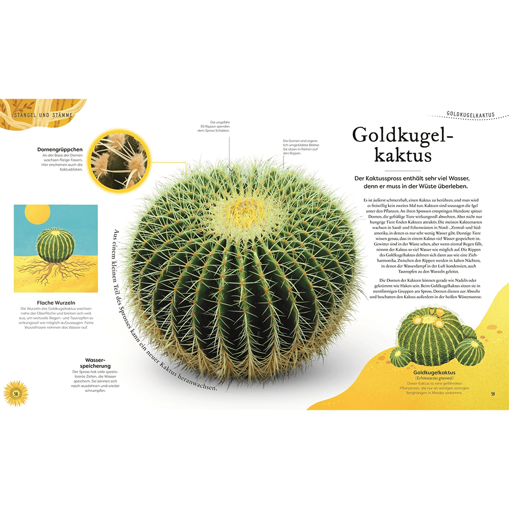 Große und kleine Schätze der Natur – Pflanzen