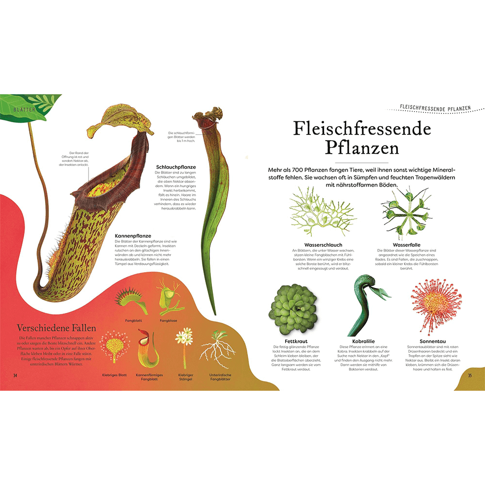 Große und kleine Schätze der Natur – Pflanzen