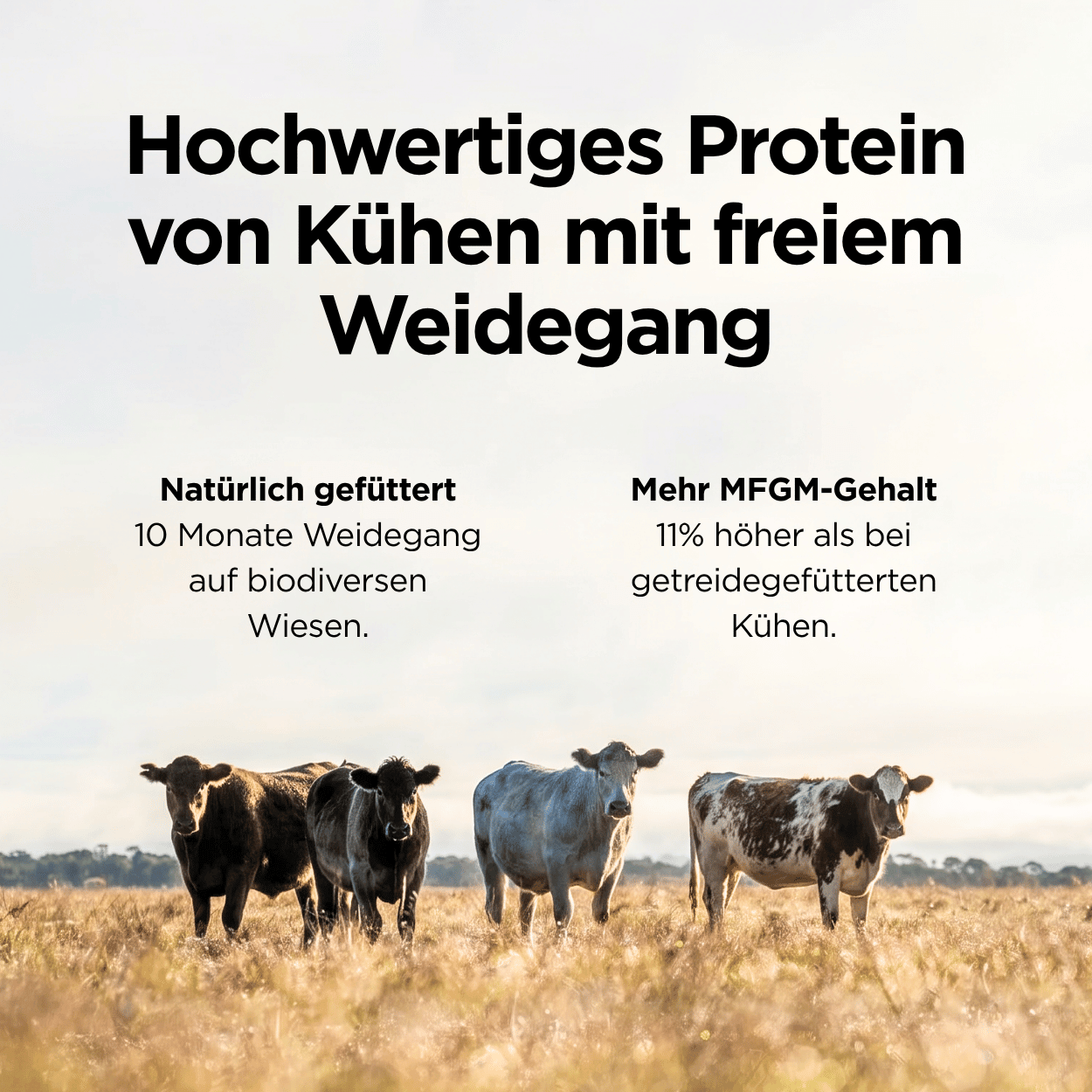 Weidemilch Whey Protein Natur