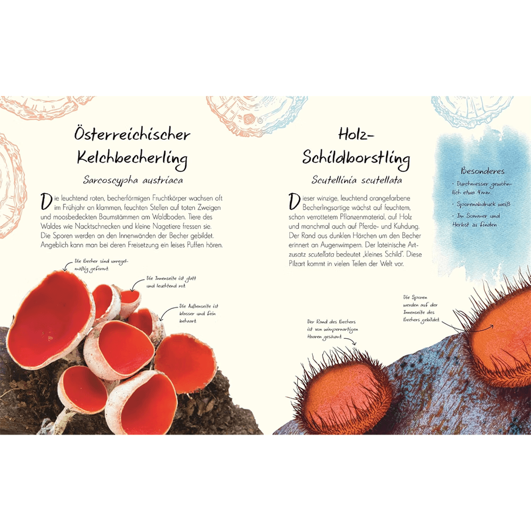 Wundervolle Welt – Kleine Schätze. Pilze