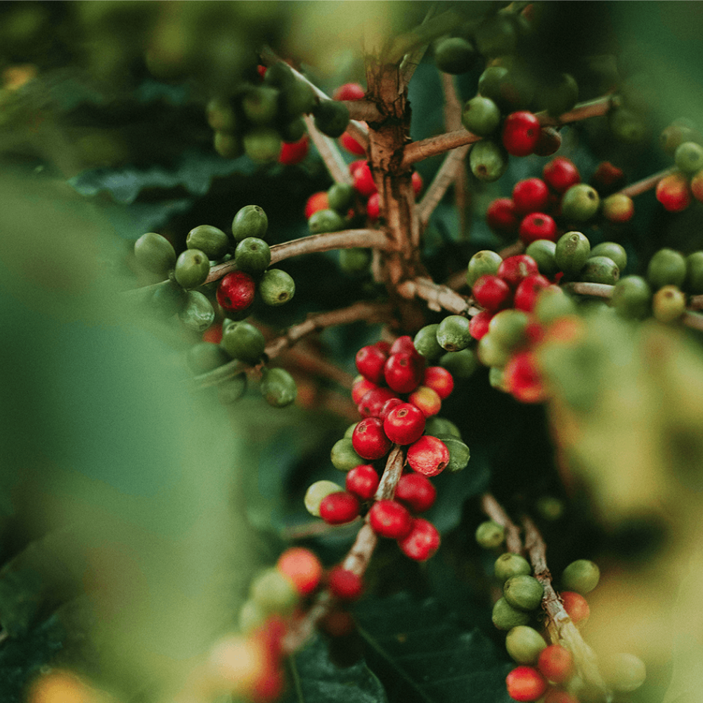 Bio Kaffee Mocca